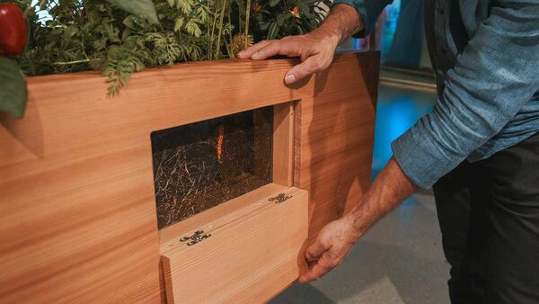 geöfnetes Sichtfenster Hochbeet